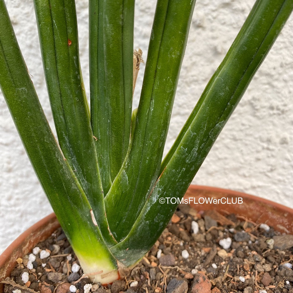 Sansevieria Erythraeae