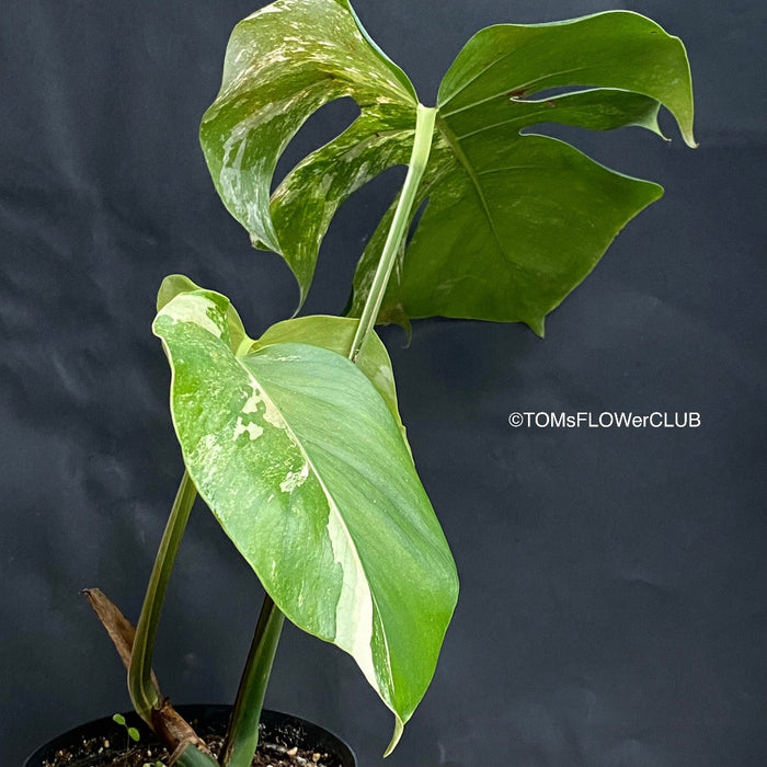Monstera Deliciosa Albo Variegata, stem cutting, organically grown tropical plants for sale at TOMsFLOWer CLUB.