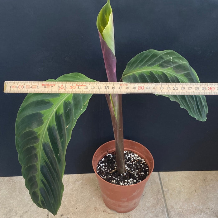 Calathea Warcewizii, organically grown tropical plants for sale at TOMsFLOWer CLUB