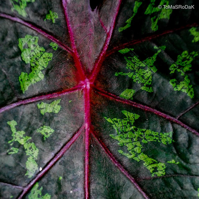 Caladium foliage, leaf scape art photo collection by TOMas Rodak for sale at TOMs FLOWer CLUB.