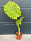 Alocasia calidora - Elephant Ear, organically grown tropical plants for sale at TOMsFLOWer CLUB.