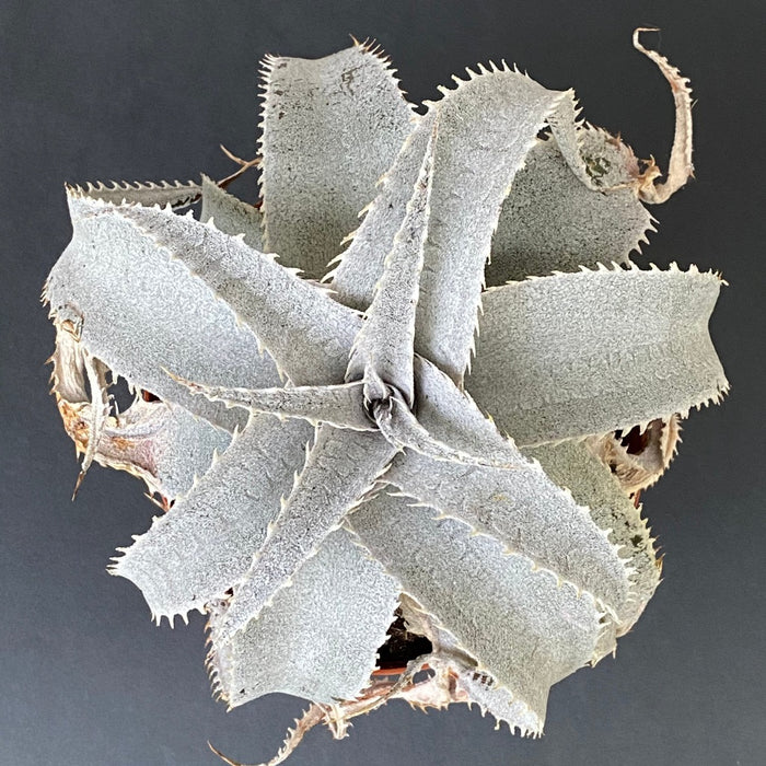 Dyckia marnier-lapostollei, organically grown tropical plants for sale at TOMsFLOWer CLUB