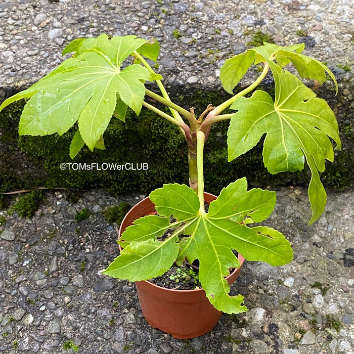 Fatsia japonica, organically grown plants for sale at TOMsFLOWer CLUB.