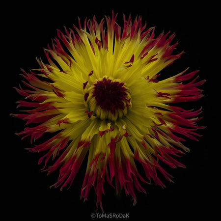 Dahlia by TOMas Rodak, real photo behind acrylic glass in limited edition runs of 139 for sale at TOMs FLOWer CLUB, gallery quality, signed, numbered and certified. 