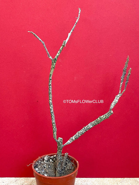 Euphorbia platyclada, organically grown succulent plants for sale at TOMsFLOWer CLUB.