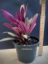 Tradescantia Spathacea Tricolour, organically grown tropical plants for sale at TOMsFLOWer CLUB.