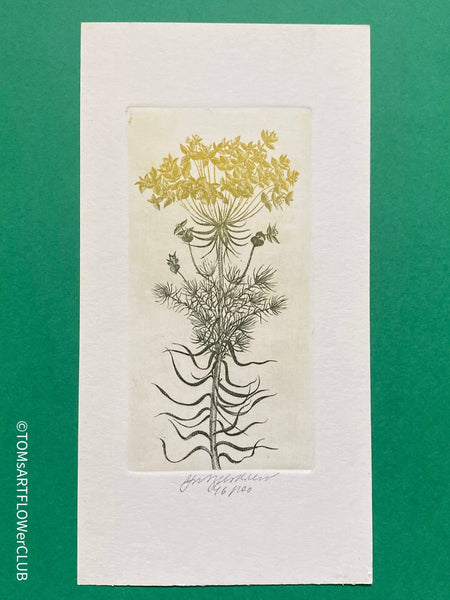 Olga Vychodilová, Czech artist, Euphorbia lathyris, etching on paper, edition 46/100 for sale at TOMs FLOWer CLUB.
