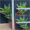 Aloe Maculata Aurea Variegata, organically grown succulent plants for sale at TOMs FLOWer CLUB.