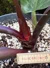 Philodendron Imperial Red, organically grown tropical plants for sale at TOMsFLOWer CLUB Philodendron Cardinal Red Cardinal Red Philodendron Red-leaf Philodendron Indoor plants Houseplants Philodendron Philodendron species Tropical plants Red foliage plants Philodendron Cardinal Red care