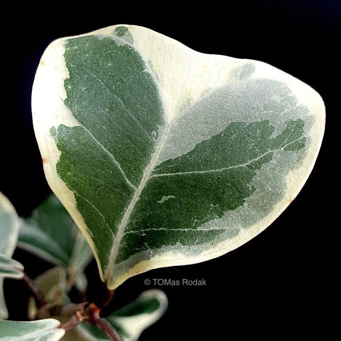 Leaf if a form of heart of Ficus Triangularis Variegata as ART PAPER PRINT by © Tomas Rodak, TOMs FLOWer CLUB, from 10x10cm up to 50x50cm available for sale.