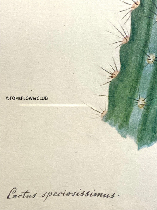 Cactus Speciosissimus