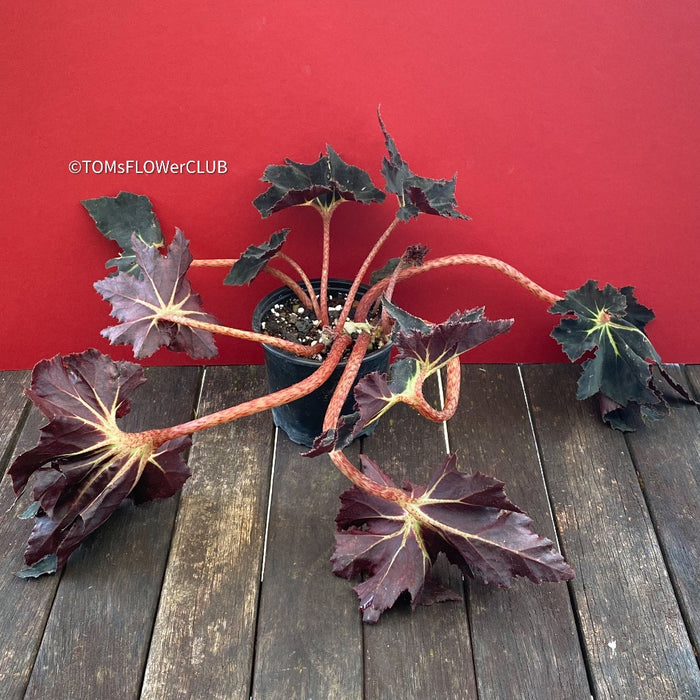 Begonia Black Fang, organically grown tropical plants for sale at TOMs FLOWer CLUB.