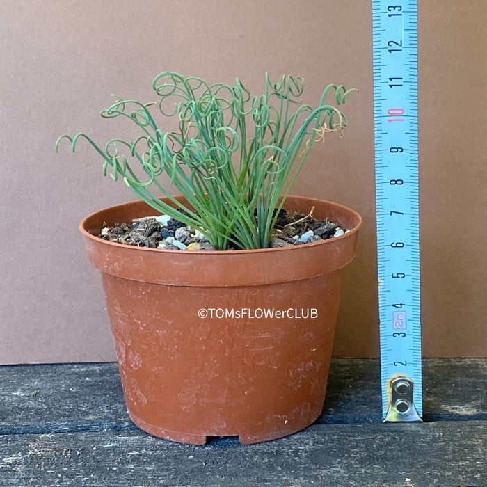 Albuca Spiralis Frizzle Sizzle, organically grown plants by TOMsFLOWer CLUB