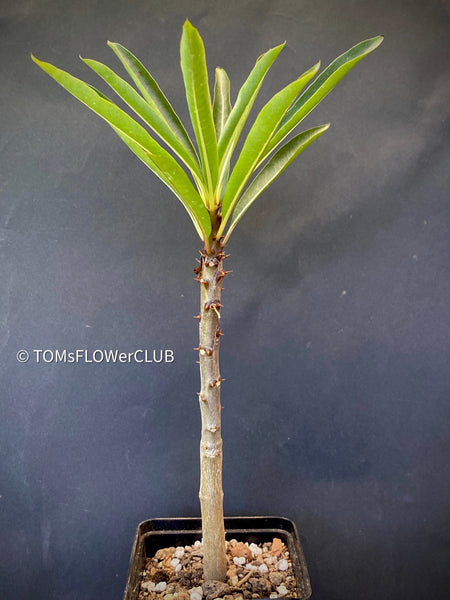 Pachypodium Rutenbergianum, organically grown Madagaskar succulent plants for sale at TOMsFLOWer CLUB.