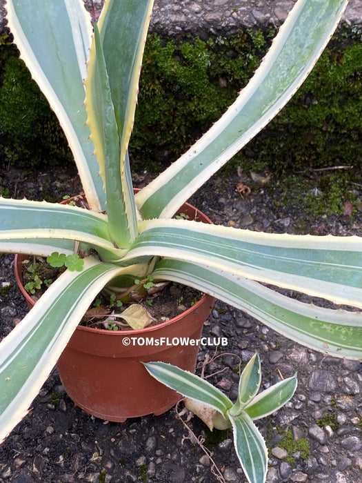 Agave Americana Aurea Variegata, organically grown succulent plants for sale at TOMsFLOWer CLUB.