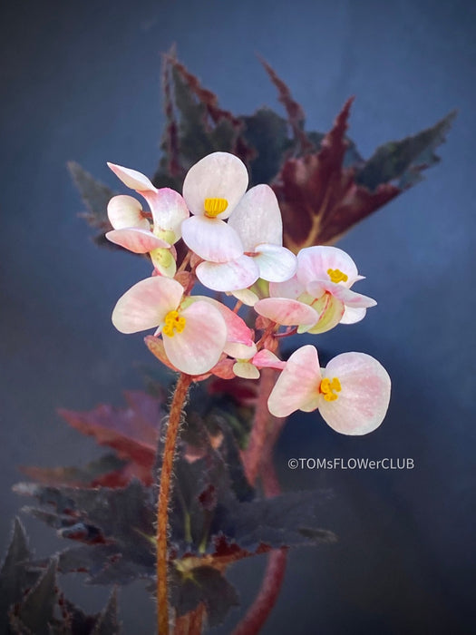 Begonia "Black Fang"