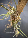 Tillandsia Seleriana, organically grown air plants for sale at TOMs FLOWer CLUB.