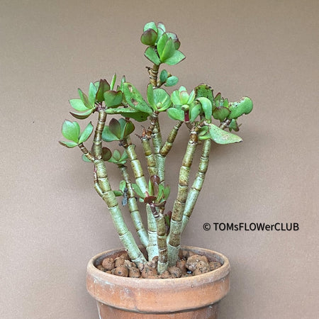 Crassula Arborescens Undulatifolia bonsai tree in clay pot, organically grown sun loving succulent plants for sale at TOMsFLOWer CLUB.