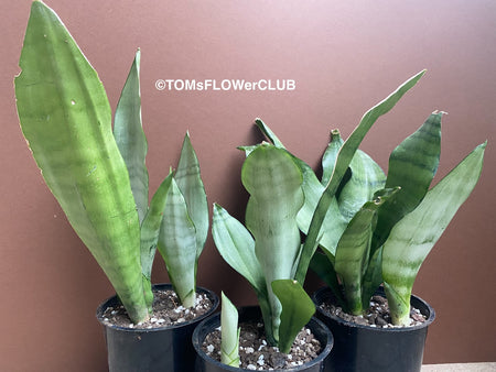 Sansevieria Trifasciata Moonshine, organically grown succulent plants for sale at TOMsFLOWer CLUB.