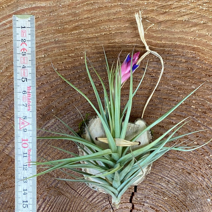 Tillandsia aeranthos, organically grown air plants for sale at TOMs FLOWer CLUB.