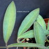 Hoya anncajanoae, organically grown tropical hoya plants for sale at TOMsFLOWer CLUB.