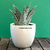 Aloe Variegata, organically grown succulent plants for sale at TOMs FLOWer CLUB.