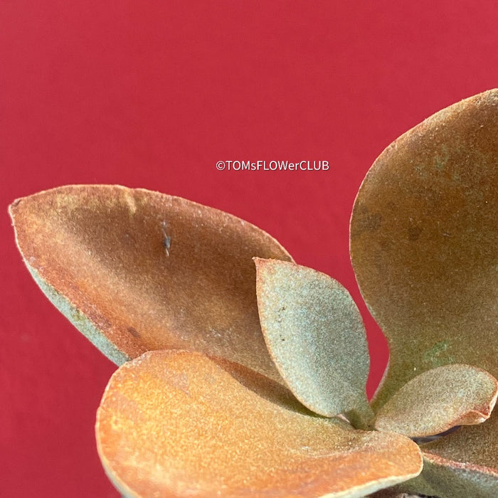 Kalanchoe orgyalis, organically grown succulent plants for sale at TOMsFLOWer CLUB.