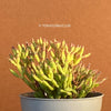 Hatiora Salicornioides, organically grown succulent plants for sale at TOMs FLOWer CLUB.