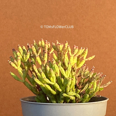 Hatiora Salicornioides, organically grown succulent plants for sale at TOMs FLOWer CLUB.