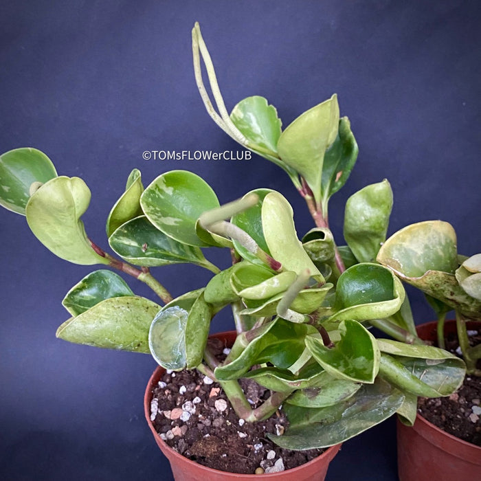 Peperomia Obtusifolia, organically grown succulent plants for sale at TOMsFLOWer CLUB.