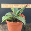Agave Triangularis sun loving succulent plant for sale at TOMsFLOWer CLUB