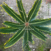 Cycas Revoluta Aurea / Golden Sago Palm, organically grown plants for sale at TOMsFLOWer CLUB.