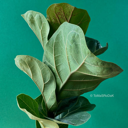 Ficus Lyrata Compacta as ART PAPER PRINT by © Tomas Rodak, TOMs FLOWer CLUB, from 10x10cm up to 50x50cm available for unlimited sale.
