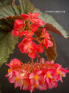 Magic red flowers of Begonia Lucerna / Corallina de Lucerna / Angel Wing Begonia, organically grown tropical plants for sale at TOMs FLOWer CLUB.