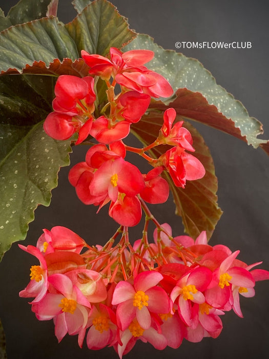 Magic red flowers of Begonia Lucerna / Corallina de Lucerna / Angel Wing Begonia, organically grown tropical plants for sale at TOMs FLOWer CLUB.
