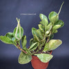 Peperomia Obtusifolia, organically grown succulent plants for sale at TOMsFLOWer CLUB.