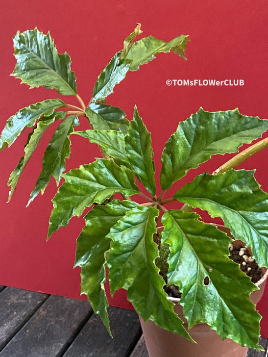 Begonia Carolineifolia, organically grown tropical plants for sale at TOMs FLOWer CLUB.