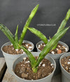 Sansevieria Katana, organically grown succulent plants for sale at TOMsFLOWer CLUB.