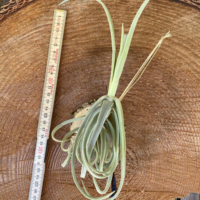 Tillandsia duratii, organically grown air plants for sale at TOMs FLOWer CLUB.