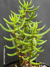 Crassula Sarcocaulis, organically grown sun loving succulent plants for sale at TOMsFLOWer CLUB.
