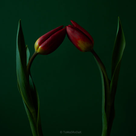 Red Tulips as ART PAPER PRINT by © Tomas Rodak, TOMs FLOWer CLUB, from 10x10cm up to 50x50cm available for unlimited sale.