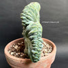 Myrtillocactus Geometrizans Cristata Blue, organically grown succulent plants for sale at TOMsFLOWer CLUB.