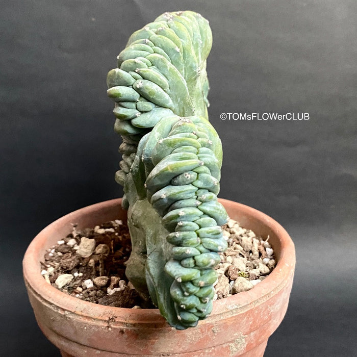 Myrtillocactus Geometrizans Cristata Blue, organically grown succulent plants for sale at TOMsFLOWer CLUB.