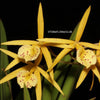 Brassocattleya Yellow Bird, yellow flowering orchid, organically grown tropical plants for sale at TOMsFLOWer CLUB