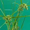 Cyperus / Papyrus Glaber, organically grown tropical plants for sale at TOMsFLOWer CLUB.