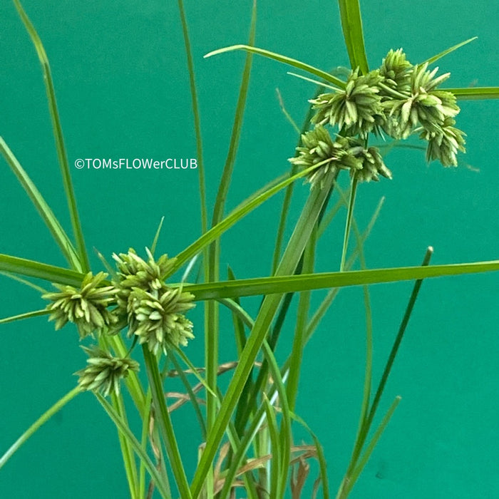 Cyperus / Papyrus Glaber, organically grown tropical plants for sale at TOMsFLOWer CLUB.