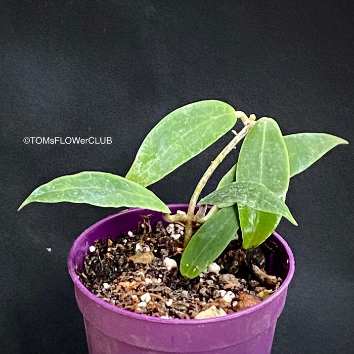 Hoya blashernaezii, organically grown tropical plants for sale at TOMsFLOWer CLUB.