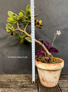 Crassula Ovata green-yellow-red variegata, bonsai tree, organically grown succulent plants for sale at TOMsFLOWer CLUB.