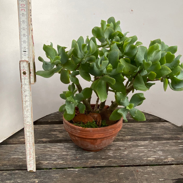 Crassula Arborescens Undulatifolia - 5 year old bonsai