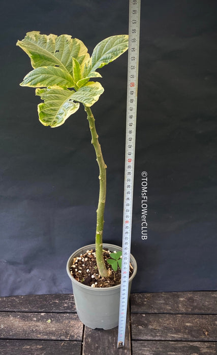 Engelstrompette, Brugmansia Suaveolens Katrin Bonte, organically grown tropical plants for sale at TOMsFLOWer CLUB.